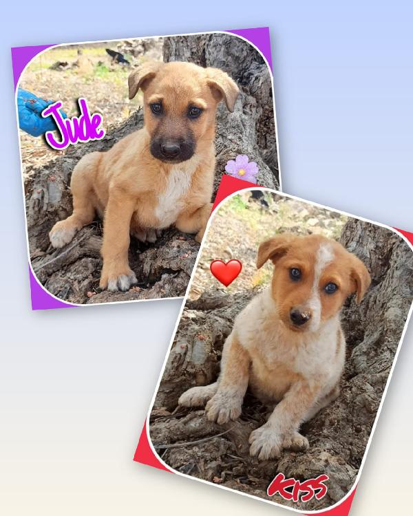 Jude e Kiss due anime gemelle Foto 6